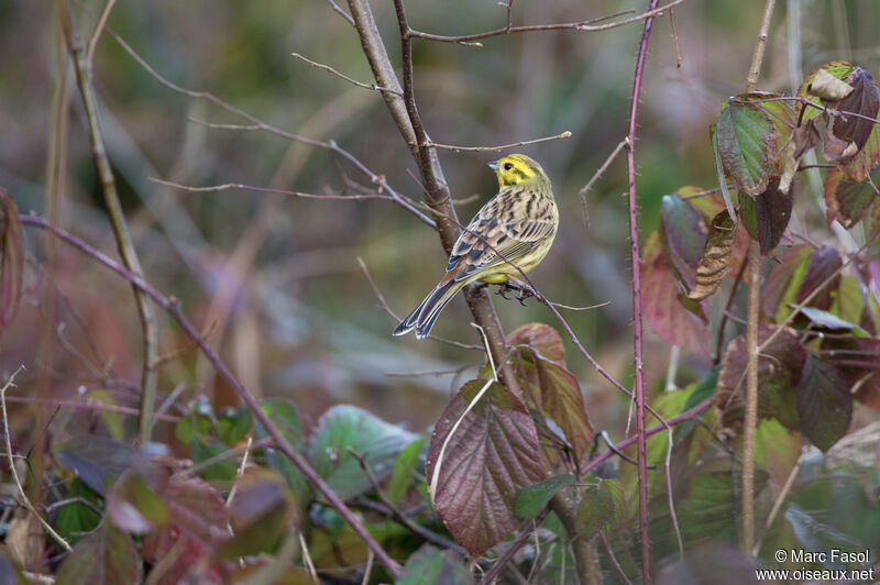 Bruant jaune mâle adulte, identification, habitat