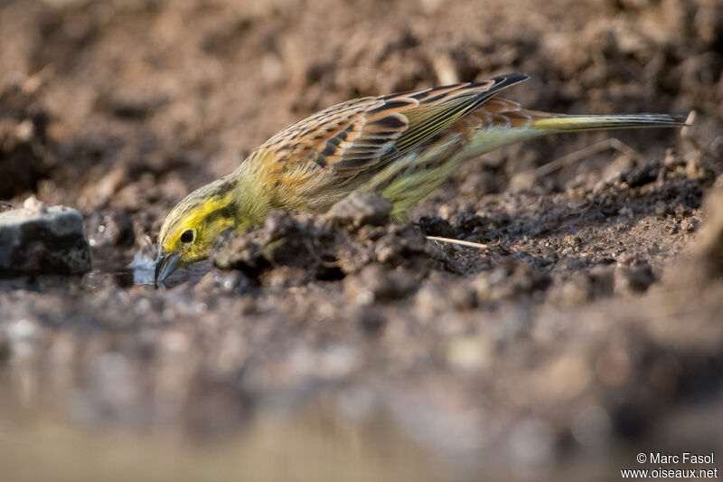 Yellowhammer male adult, drinks