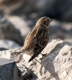 Lapland Longspur