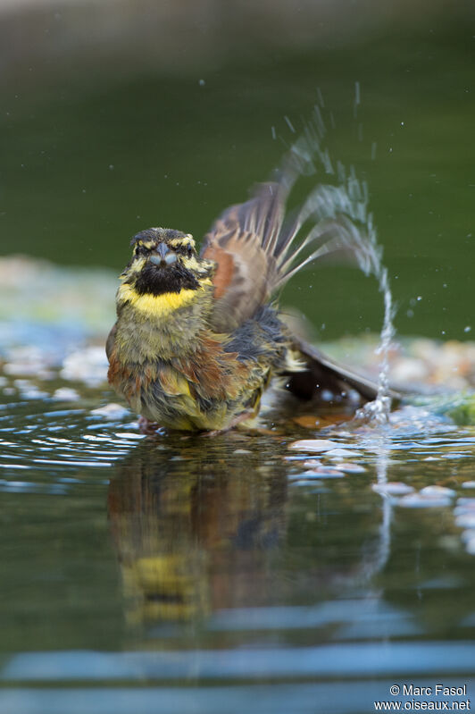 Cirl Bunting male adult, care