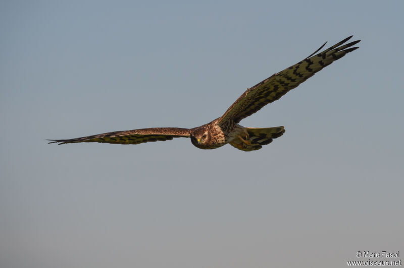 Montagu's Harrier female adult breeding, Flight