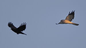 Hen Harrier