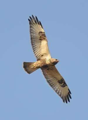 Rough-legged Buzzard 
&copy; Marc Fasol
