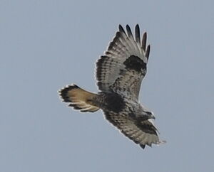 Rough-legged Buzzard 
&copy; Marc Fasol