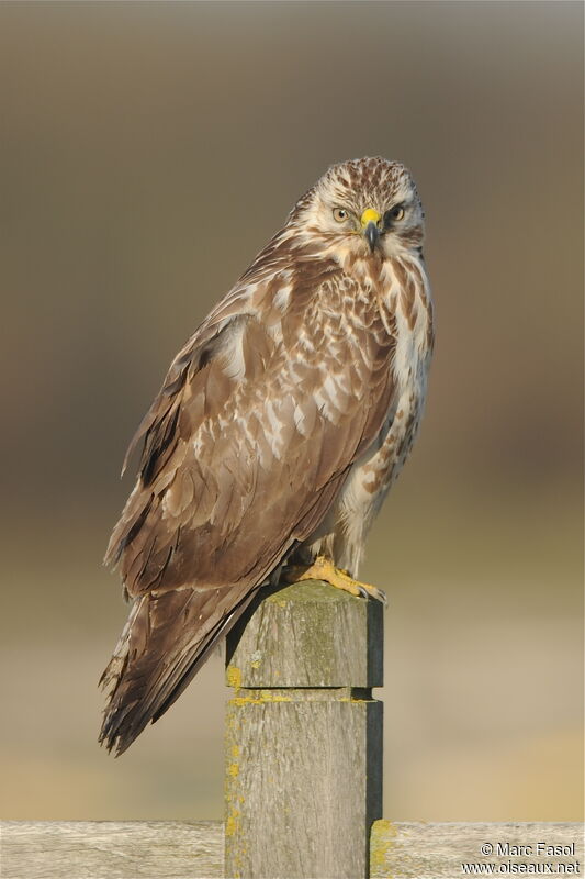 Buse variable, identification, Comportement