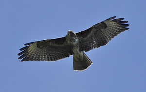 Buse variable