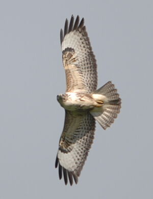 Buse variable