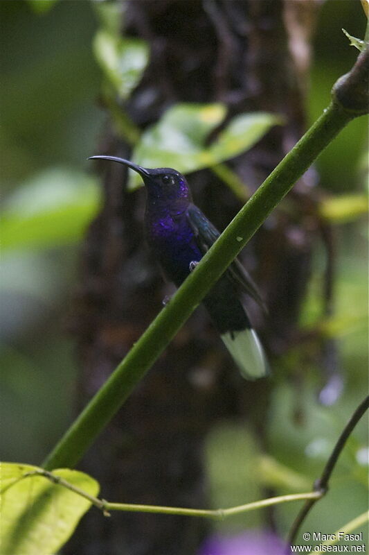 Violet Sabrewing male adult, identification