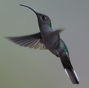 Violet Sabrewing