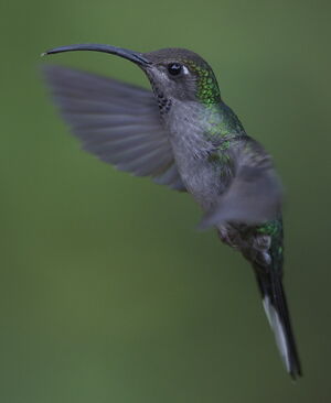 Violet Sabrewing
