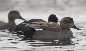 Gadwall