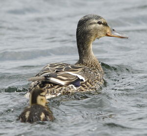 Canard colvert 
&copy; Marc Fasol