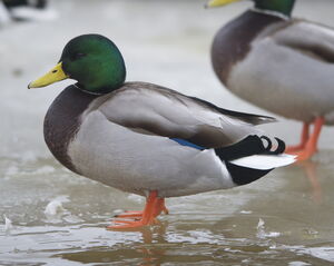 Canard colvert 
&copy; Marc Fasol