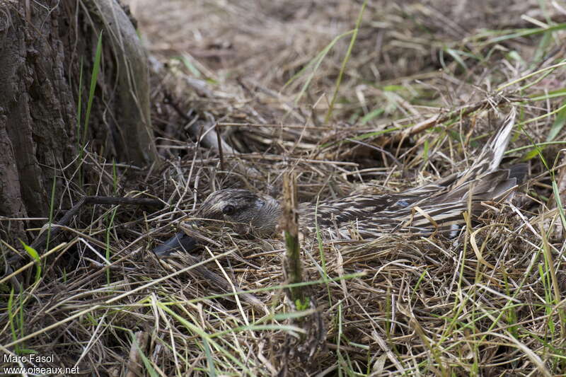 Mallard female adult, identification, camouflage, Reproduction-nesting