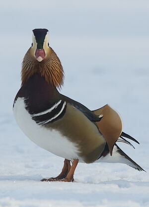 Canard mandarin