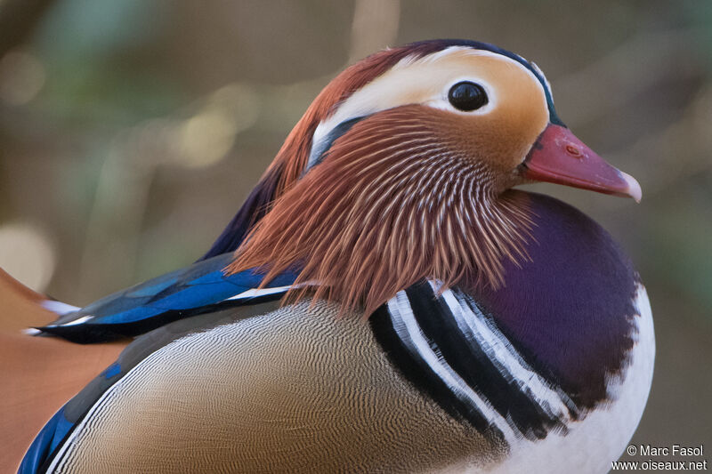 Mandarin Duck male, close-up portrait