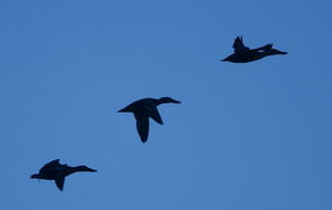Canard souchet
