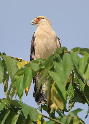 Yellow-headed Caracara