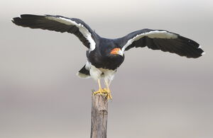 Mountain Caracara