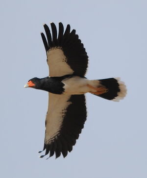 Mountain Caracara
