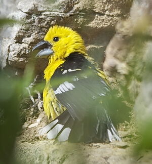 Southern Yellow Grosbeak