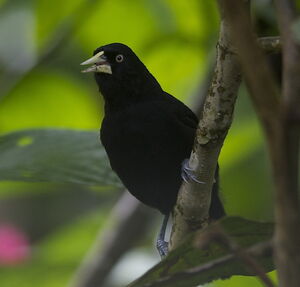 Yellow-billed Cacique