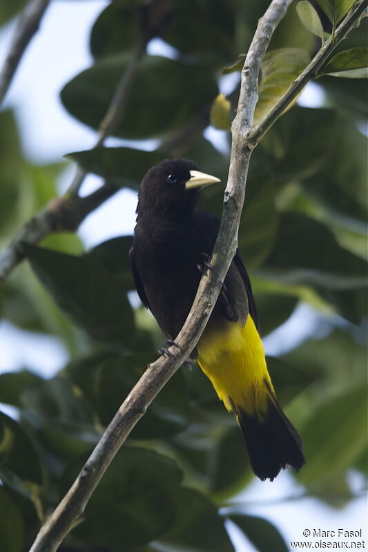 Yellow-rumped Cacique male adult breeding, identification