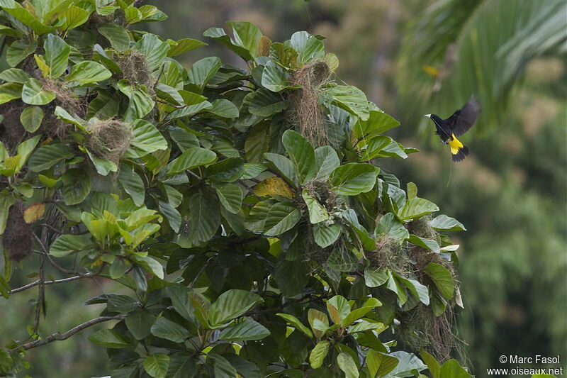 Yellow-rumped Cacique female adult, Reproduction-nesting