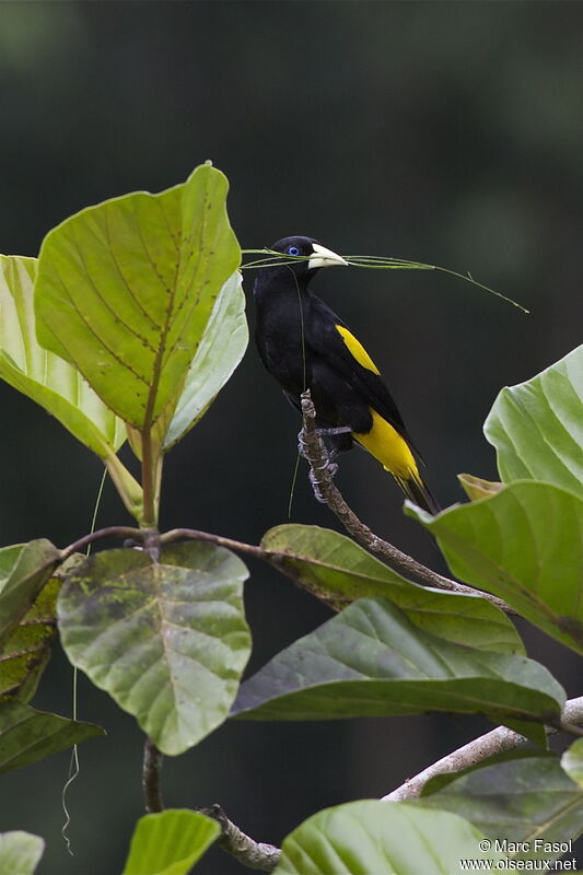 Yellow-rumped Cacique female adult, identification, Reproduction-nesting, Behaviour