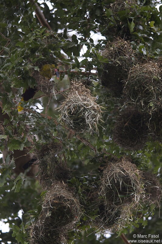 Olive Oropendolaadult breeding, identification, Reproduction-nesting