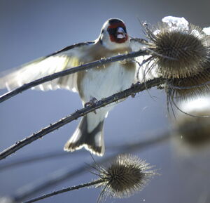 European Goldfinch 
&copy; Marc Fasol