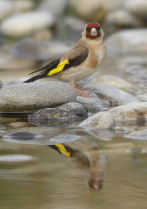 European Goldfinch 
&copy; Marc Fasol