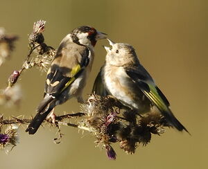 European Goldfinch 
&copy; Marc Fasol