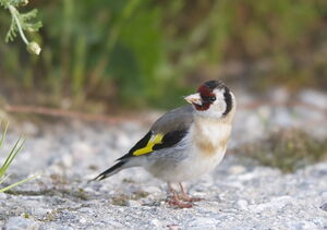 European Goldfinch 
&copy; Marc Fasol