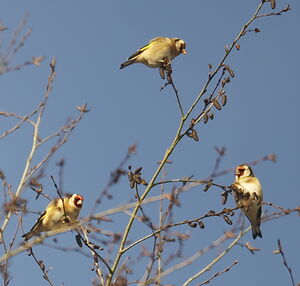 European Goldfinch