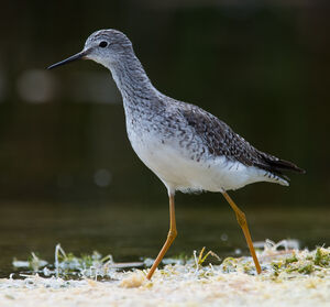 Lesser Yellowlegs
