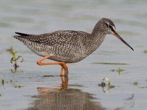 Spotted Redshank