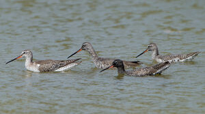 Spotted Redshank