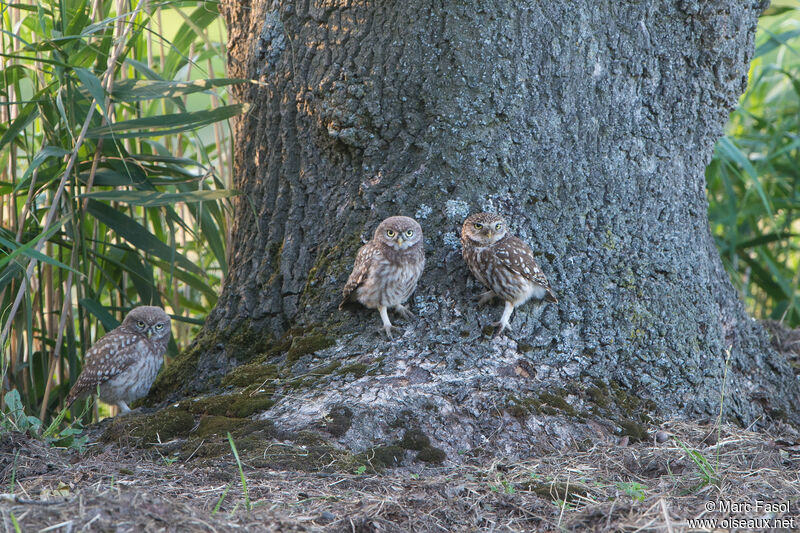 Little Owl, Reproduction-nesting