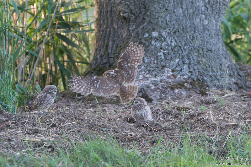 Little Owl, Reproduction-nesting