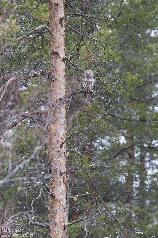 Ural Owl male adult, habitat, pigmentation, Behaviour