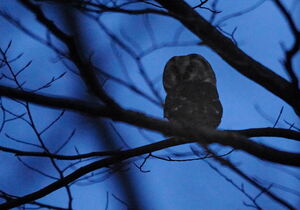 Boreal Owl 
&copy; Marc Fasol