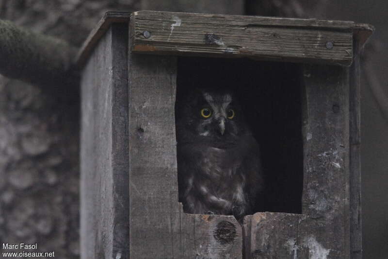 Boreal Owljuvenile, identification, Reproduction-nesting