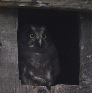 Boreal Owl 
&copy; Marc Fasol