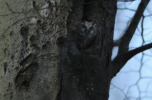 Boreal Owl 
&copy; Marc Fasol