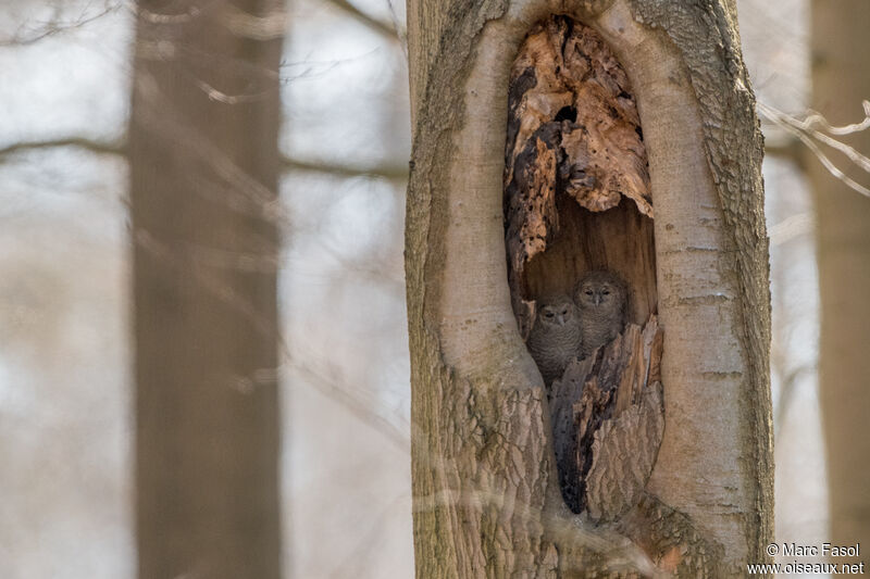 Tawny Owl, Reproduction-nesting
