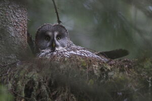 Great Grey Owl