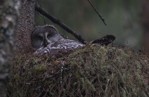 Great Grey Owl