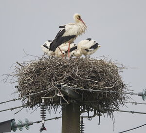 White Stork