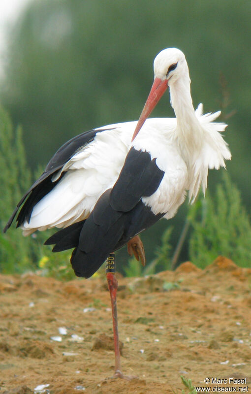 White Storkadult post breeding